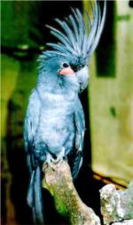 Original true color image