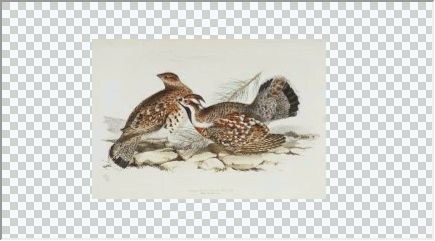 Loaded Image with Preserved Aspect Ratio