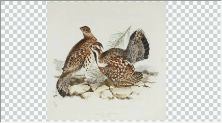 Loaded Image without Preserved Aspect Ratio