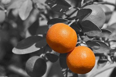 Clipping path processed image